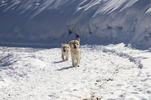 LIMONE PIEMONTE